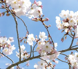 akina-yura-dschmitz-031717-3467